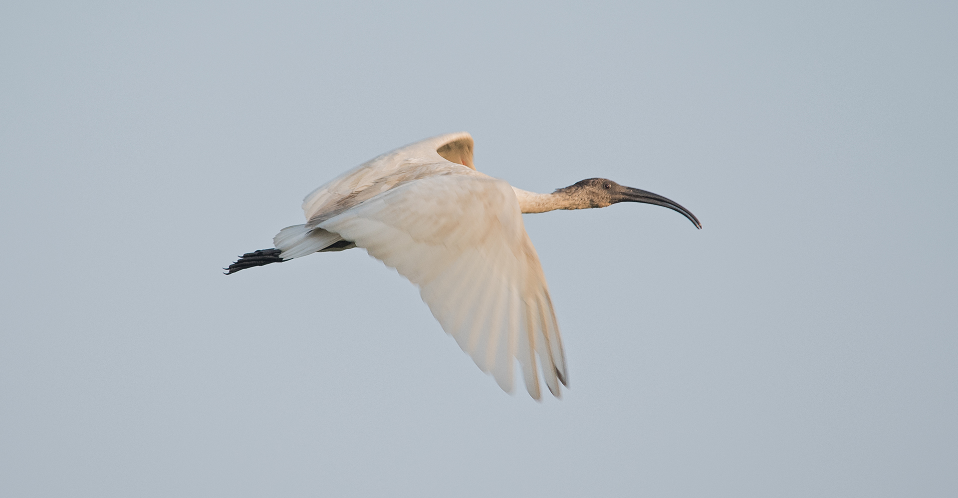 White ibis-2